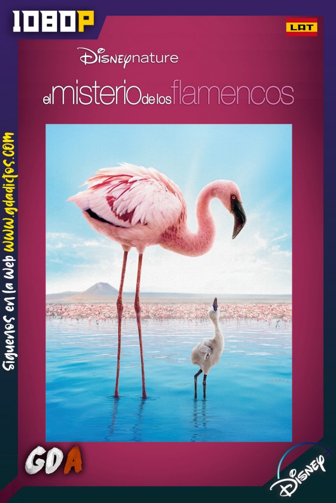 Disneynature El misterio de los Flamencos (2008) DSNP WEB-DL 1080p Latino – Inglés