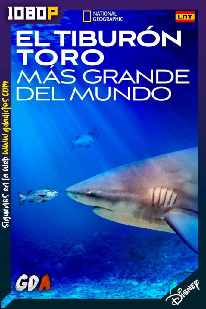 El tiburon toro mas grande del mundo (2021) DSNP WEB-DL 1080p Latino-Inglés