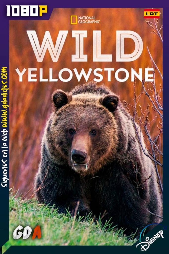 Wild Yellowstone (2015) DSNP WEB-DL 1080p Latino-Inglés-Castellano #1Temporada [02/02]