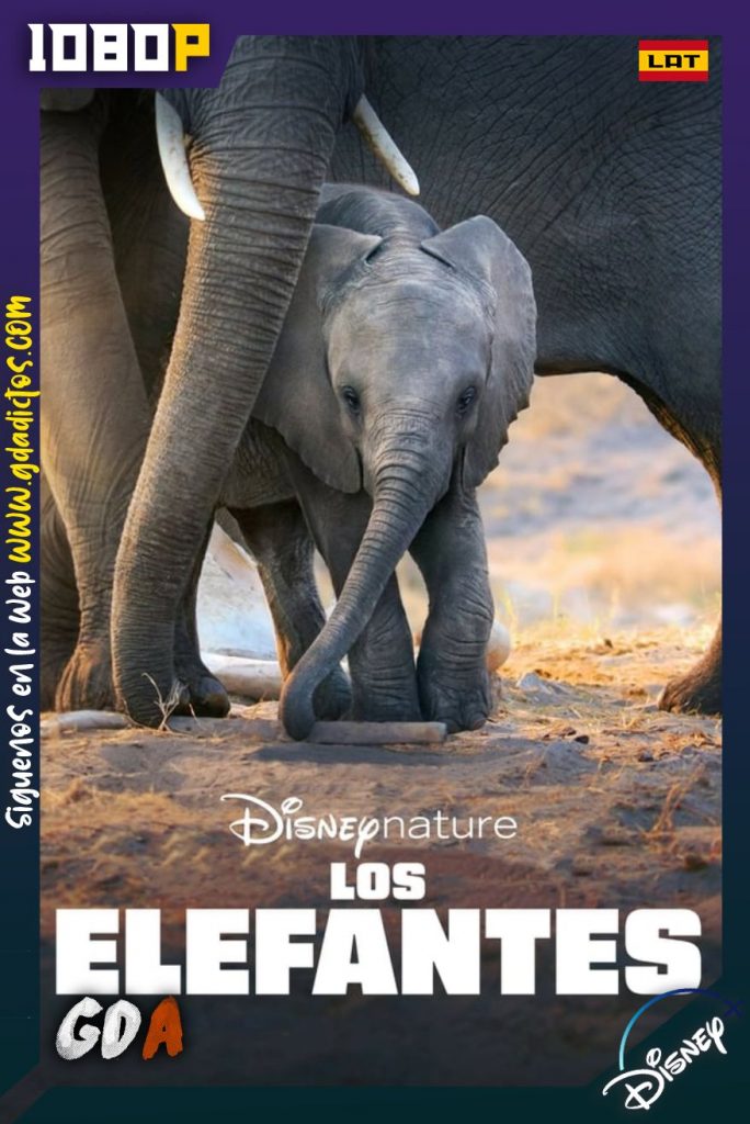 Elefante (2020) DSNP WEB-DL 1080p Latino-Inglés