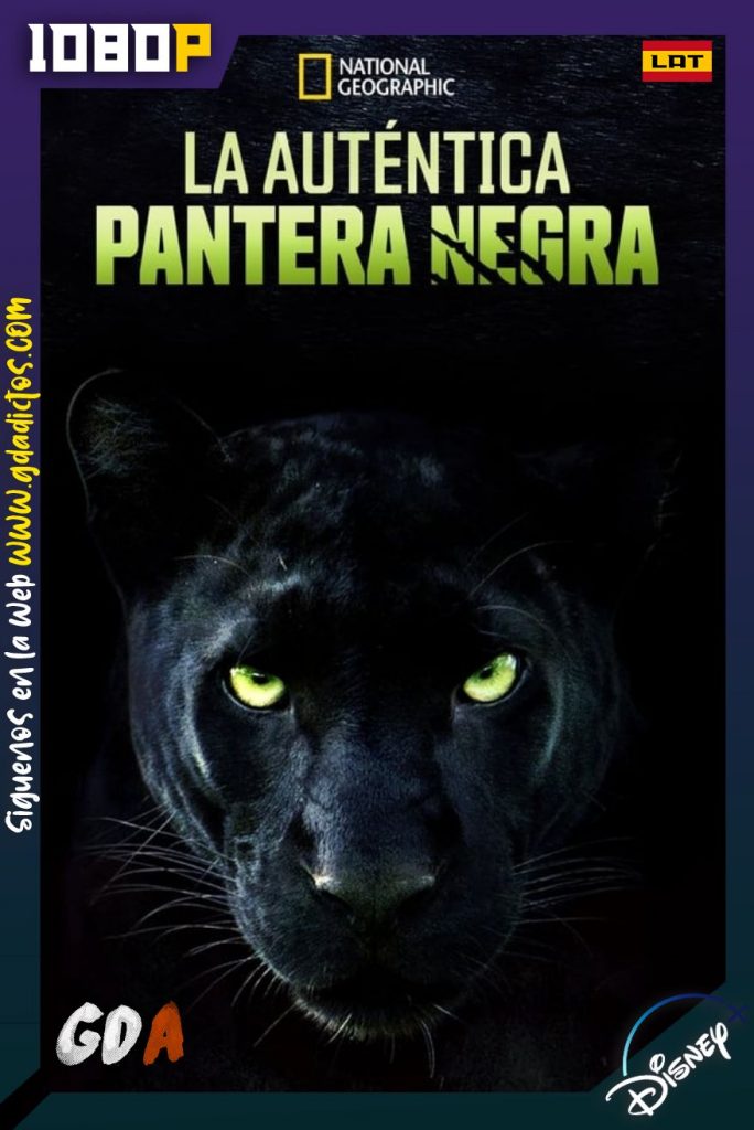 La Verdadera Pantera Negra (2020) DSNP WEB-DL 1080p Latino-Inglés