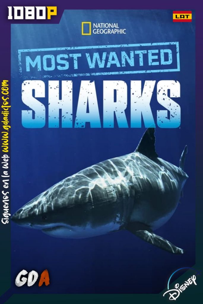 Los Tiburones Más Buscados (2020) DSNP WEB-DL 1080p Latino-Inglés