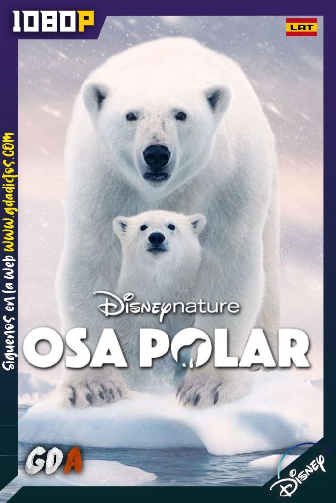 Osa Polar (2022) DSNP WEB-DL 1080p Latino-Inglés