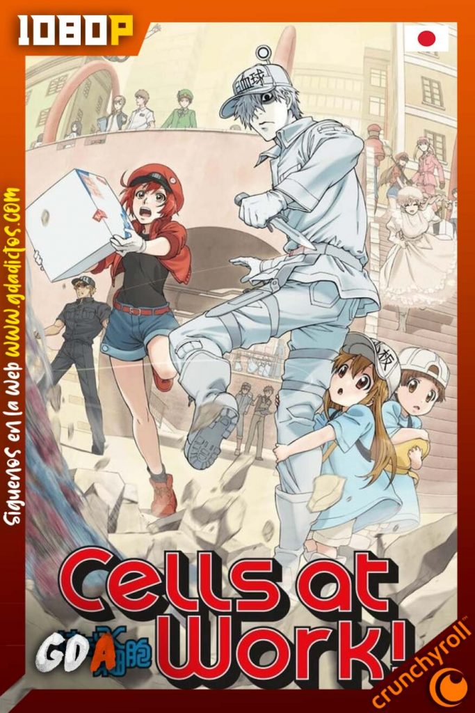 Cells at Work! (2018) CR WEB-DL 1080p Subtitulada #2Temporadas