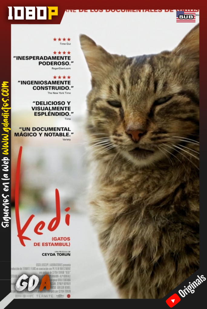 Kedi (Gatos de Estambul) (2017) YT WEB-DL 1080p Subtitulado